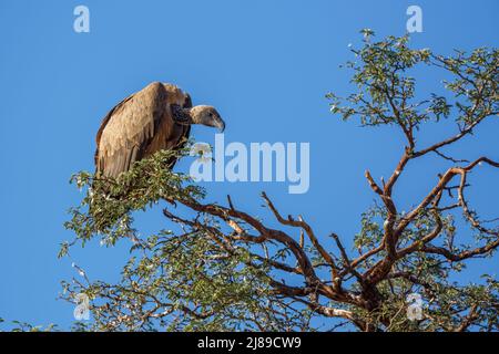 Vulture à dos blanc isolée dans un ciel bleu dans le parc transfrontier de Kgalagadi, Afrique du Sud ; famille des espèces gyps africanus d'Accipitridae Banque D'Images