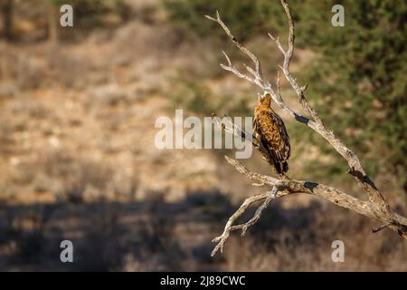 Tawny Eagle debout sur une branche dans le parc transfrontier de Kglagadi, Afrique du Sud ; famille de spécimens Aquila rapax d'Accipitridae Banque D'Images