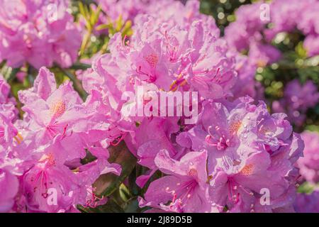 fleurs de rhododendron roses avec gouttes d'eau de pluie ou d'eau au soleil. fond floral naturel rose Banque D'Images