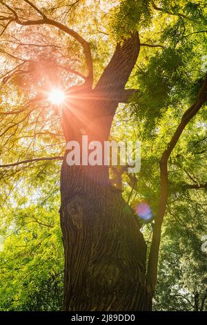 tronc de vieux acacia avec la couronne dense, dans les rayons du soleil à travers le feuillage vert regarde vers le haut. soleil de source chaud brille à travers le haut de vieux imposant arbre Banque D'Images