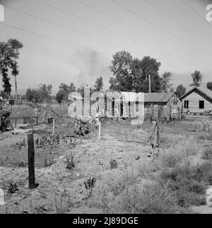 Maison, auto-construit en deux ans, petit à petit. Avoir la vache, le veau, les poulets, la grange. La famille est originaire du Michigan. Le mari a maintenant le travail dans le garage. Yakima, Washington. Banque D'Images