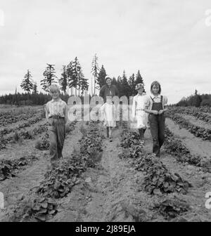 [Sans titre, peut-être lié à: Les enfants et la mère Arnold sur leur terre nouvellement clôturée et nouvellement défriché. Notez les plantes de fraise. WESTERN Washington, Thurston County, Michigan Hill. Voir la légende générale numéro 36]. Banque D'Images