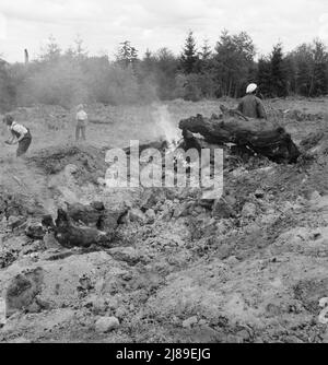 [Sans titre, peut-être lié à: Après que le bulldozer a sorti et a empilé les souches lourdes, la famille rassemble les débris, les racines et les morceaux du champ à la pile de souches pour brûler. Négatif fait sous la pluie. WESTERN Washington, Thurston County, Michigan Hill. Voir la légende générale numéro 36]. Banque D'Images