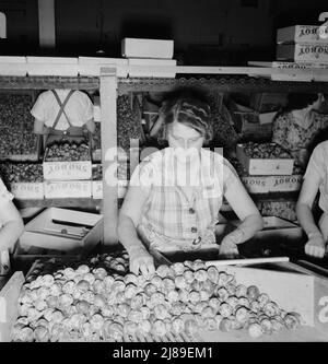 Emballage des pruneaux frais la nuit dans la chambre à packinghouse pendant la saison chargée. Salaires, deux cents par boîte. "C'est un long hiver ici--je dois." Washington, Yakima. Banque D'Images