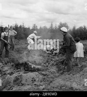 Une fois que le bulldozer a sorti et a empilé les souches lourdes, la famille rassemble les débris, les racines et les fragments du champ au tas de souche pour les brûler. Négatif fait sous la pluie. WESTERN Washington, Thurston County, Michigan Hill. Voir la légende générale numéro 36. Banque D'Images