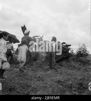 [Sans titre, peut-être lié à: Mme Arnold et ses enfants avant la pile souche. WESTERN Washington, Thurston County, Michigan Hill. Voir la légende générale 36]. Banque D'Images