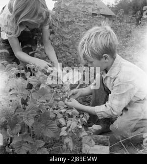 [Sans titre, peut-être lié à: Arnold enfants cueillant des framboises dans le nouveau timbre de baies. WESTERN Washington, Thurston County, Michigan Hill. Voir la légende générale numéro 36]. Banque D'Images