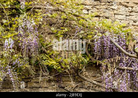 Glycine fleurie sur un mur en pierre d'un ancien chalet dans le village de Lacock, Cotswolds, Wiltshire, Angleterre, Grande-Bretagne. Banque D'Images