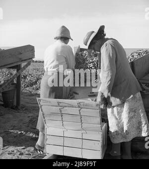 Agriculture industrialisée à grande échelle. Calipatria, Imperial Valley, Californie. Travailleurs migrateurs emballant les pois pour le marché en bordure du champ de pois. Il s'agit d'une tentative de mise sur le marché d'un pack de terrain, contrairement au pack habituel dans un hangar. Banque D'Images