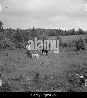 Ferme garçon avec son chien comme compagnon attache la vache dans le pâturage bordant la route. Comté de Person, Caroline du Nord. Banque D'Images