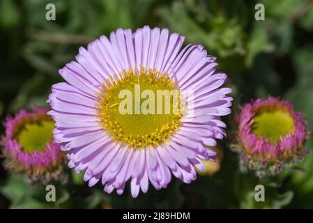 Tête de fleur ouverte de la Marguerite côtière, flanquée de 2 fleurs plus petites. Banque D'Images