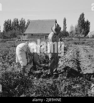 Couple creusant leurs patates douces à l'automne. Irririririnon, comté de Morrow, Oregon. Banque D'Images