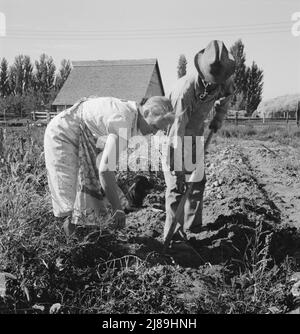 Couple creusant leurs patates douces à l'automne. Irririririnon, comté de Morrow, Oregon. Banque D'Images