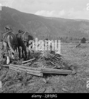 L'employé d'une ancienne usine dégage un champ de huit acres après que le bulldozer ait tiré les souches. Comté de Boundary, Idaho. Banque D'Images