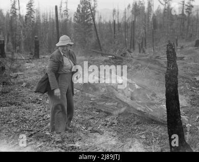 Travail familial défrichement de terres par brûlage. Près de Bonners Ferry, comté de Boundary, Idaho. Banque D'Images