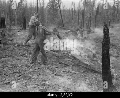 Travail familial défrichement de terres par brûlage. Près de Bonners Ferry, comté de Boundary, Idaho. Banque D'Images