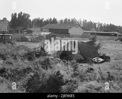 Un des quarante camps de pommes de terre en champ ouvert, entrant en ville. Malin, Comté de Klamath, Oregon. Banque D'Images