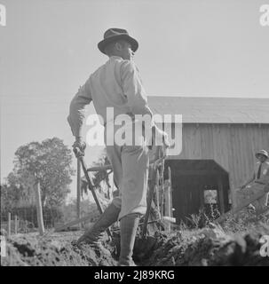 [Photo sans titre, peut-être liée à: Daytona Beach, Floride. Collège Bethune-Cookman. Un instructeur sur la ferme scolaire agricole labourant tôt le matin]. Banque D'Images