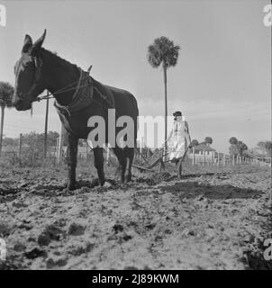 [Photo sans titre, peut-être liée à: Daytona Beach, Floride. Collège Bethune-Cookman. Scène sur la ferme scolaire agricole]. Banque D'Images