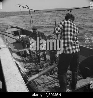 [Photo sans titre, peut-être liée à: À bord du bateau charnel Alden, hors de Gloucester, Massachusetts. Une partie de l'équipe de mouing ajustant les filets de mouselage au bateau de mouselage le premier matin. Franasco Parisi contrôle du petit moteur. Cette opération est effectuée à dix noeuds par heure]. Banque D'Images