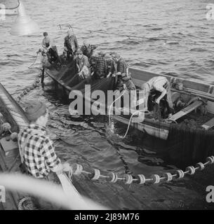 À bord du bateau de pêche Alden, à la sortie de Gloucester, Massachusetts. Les pêcheurs tirent dans leurs filets pour que les poissons pris à l'intérieur d'eux puissent être ramachés avec un grand filet de trempage. Banque D'Images