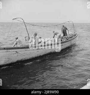 [Photo sans titre, peut-être liée à: À bord du bateau de pêche Alden, à Gloucester, Massachusetts. Pêcheurs à la recherche d'une école de maquereau]. Banque D'Images