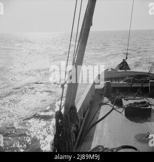 [Photo sans titre, peut-être liée à: À bord du bateau de pêche Alden, hors de Glocester, Massachusetts. Les pêcheurs nettoyant le maquereau]. Banque D'Images