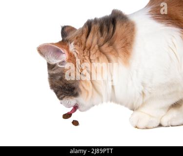 Chat coloré drôle multicolore manger isolé sur le fond blanc Banque D'Images