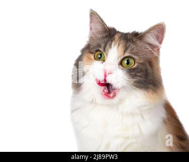 Chat coloré drôle multicolore manger isolé sur le fond blanc Banque D'Images