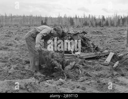 Un ex-travailleur d'une scierie se débarrade sur un champ de huit acres après que le bulldozer ait tiré des souches. Souches de limite. Comté de Boundary, Idaho. Banque D'Images