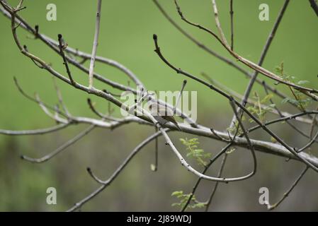 Image de profil gauche d'un mousseline commun (Phylloscopus collybita) chantant des branches d'arbres surplombant la rivière, sur fond vert au Royaume-Uni Banque D'Images