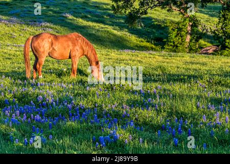 Un cheval et des bluebonnets sur un ranch dans le pays de Hill, au Texas Banque D'Images