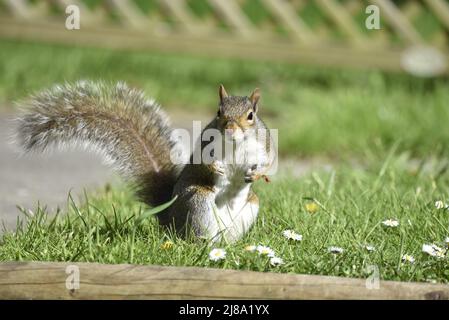 Vue rapprochée d'un écureuil gris de l'est (Sciurus carolinenensis) sur les pattes arrière vue sur la caméra dans un jardin de printemps de Grassy au Royaume-Uni en mai Banque D'Images