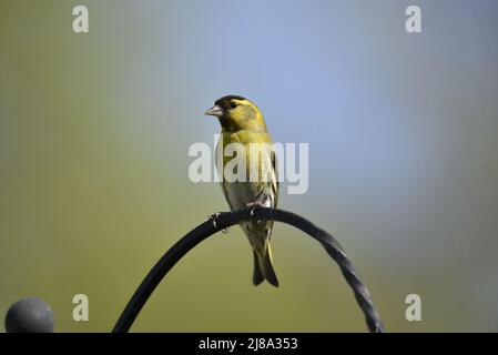 Gros plan Portrait d'un Siskin eurasien mâle (Carduelis spinus) perché sur une arche métallique en regardant à gauche de l'image contre un arrière-plan flou Banque D'Images