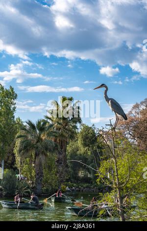 Un héron gris perçant sur la branche semble observer de jeunes couples pagayer un bateau dans l'étang du parc de Ciutadella à Barcelone, Espagne Banque D'Images