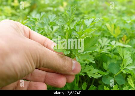 Personne récoltant du persil frais biologique qui pousse dans le jardin d'herbes. Mise au point sélective Banque D'Images