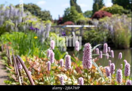 Des fleurs de Bisort, de couleur rose pâle, poussent au cours d'eau du jardin RHS Wisley à Surrey, au Royaume-Uni. Pont couvert de fleurs de l'Ouest derrière. Banque D'Images