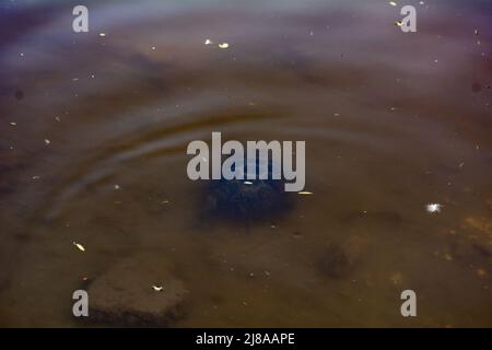 Tortue à oreilles rouges dans l'eau boueuse du lac Banque D'Images