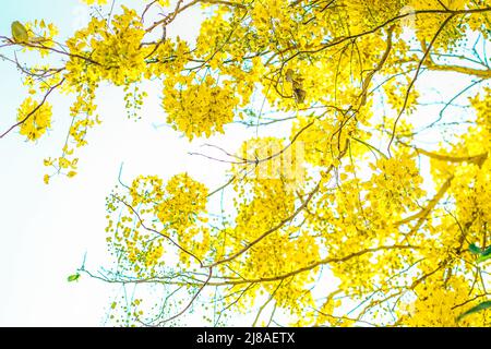 Fleurs jaunes en fleur. Beau bouquet de fleurs tropicales et de plantes sur fond blanc. Glycine jaune. Banque D'Images