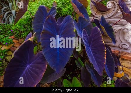 Colocasia Black Magic. Plante d'oreille d'éléphant noir plante d'oreille d'éléphant noir ou taro. Colocasia esculenta magie noire Banque D'Images