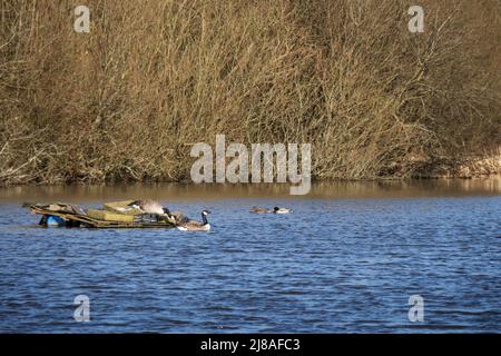 Couples de printemps d'oiseaux, saison d'accouplement. Bernaches du Canada alias Branta canadensis et canards colverts sur le lac Sanctuaire dans la réserve naturelle locale de la vallée du Kenwith Banque D'Images