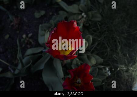 Fleurs plantées près d'un mémorial de guerre pour honorer tous ceux qui sont morts. Banque D'Images