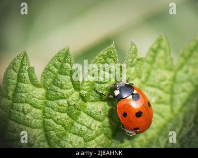Coccinelle à sept taches, coccinelle sur la feuille. Coccinella septempunctata. Banque D'Images