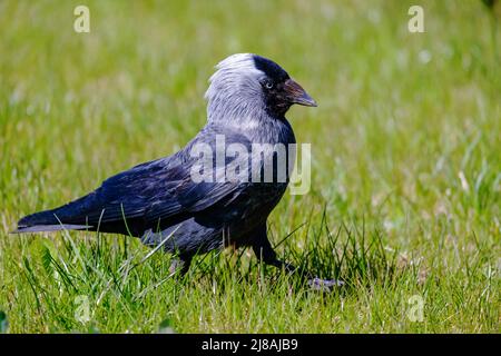 Jackdaw. Un oiseau sérieux marche sur l'herbe. Gros plan Banque D'Images