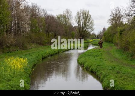 Le ruisseau Geleenbeek serpentant à travers le paysage vert, Nieuwstadt, pays-Bas Banque D'Images