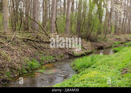 Ruisseau et verdure dans le parc naturel de Saeffelen, Allemagne Banque D'Images