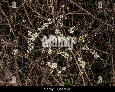 Les premières fleurs de Blackthorn, Prunus spinosa. Fleur de printemps. Banque D'Images