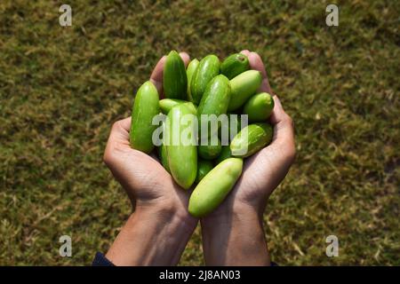 Femme tenant des gourdes d'Ivy ou de scarlet connu sous le nom de Tindora ou de Ghola, légumes verts du climat tropical légumes asiatiques indiens vue de dessus.Végétarien Banque D'Images