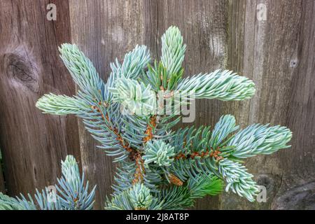De belles jeunes pousses d'épinette bleue (Picea pungens glauca) sur fond de bois Banque D'Images