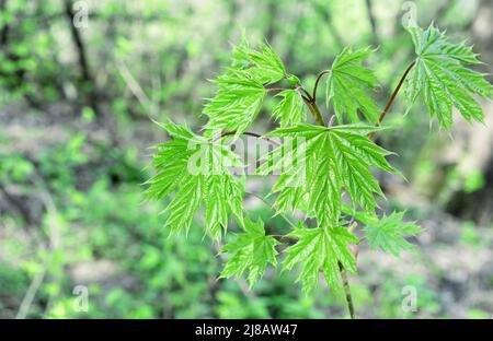 De jeunes feuilles vertes de Norvège érable dans la forêt de printemps. Banque D'Images